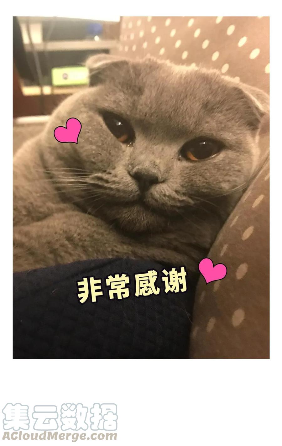 《我的未婚夫候选人》第88话 查出真相 第16页