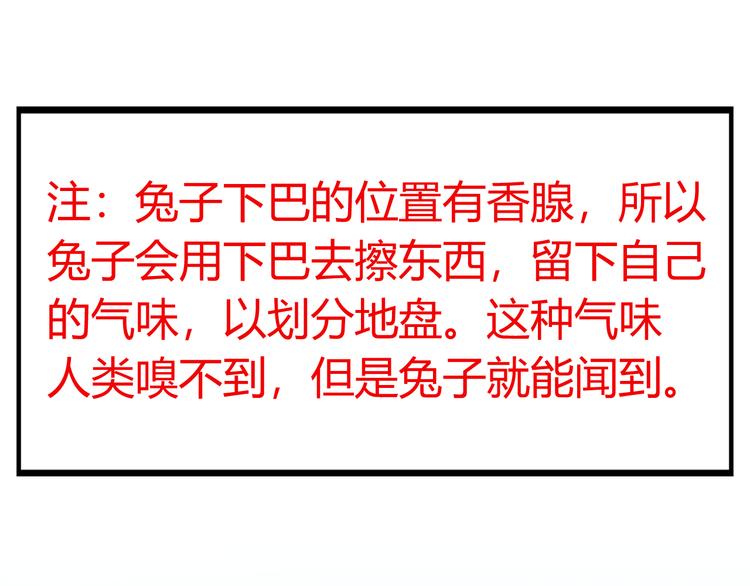 《别碰我的兔子君》特别篇 关于兔子的那些事02 第6页