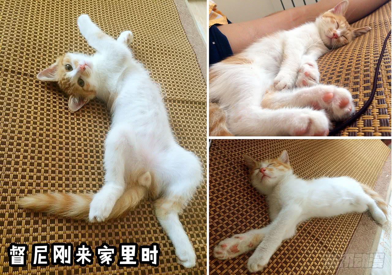 《大圣和小夭》领养了一只猫，叫督尼 第13页