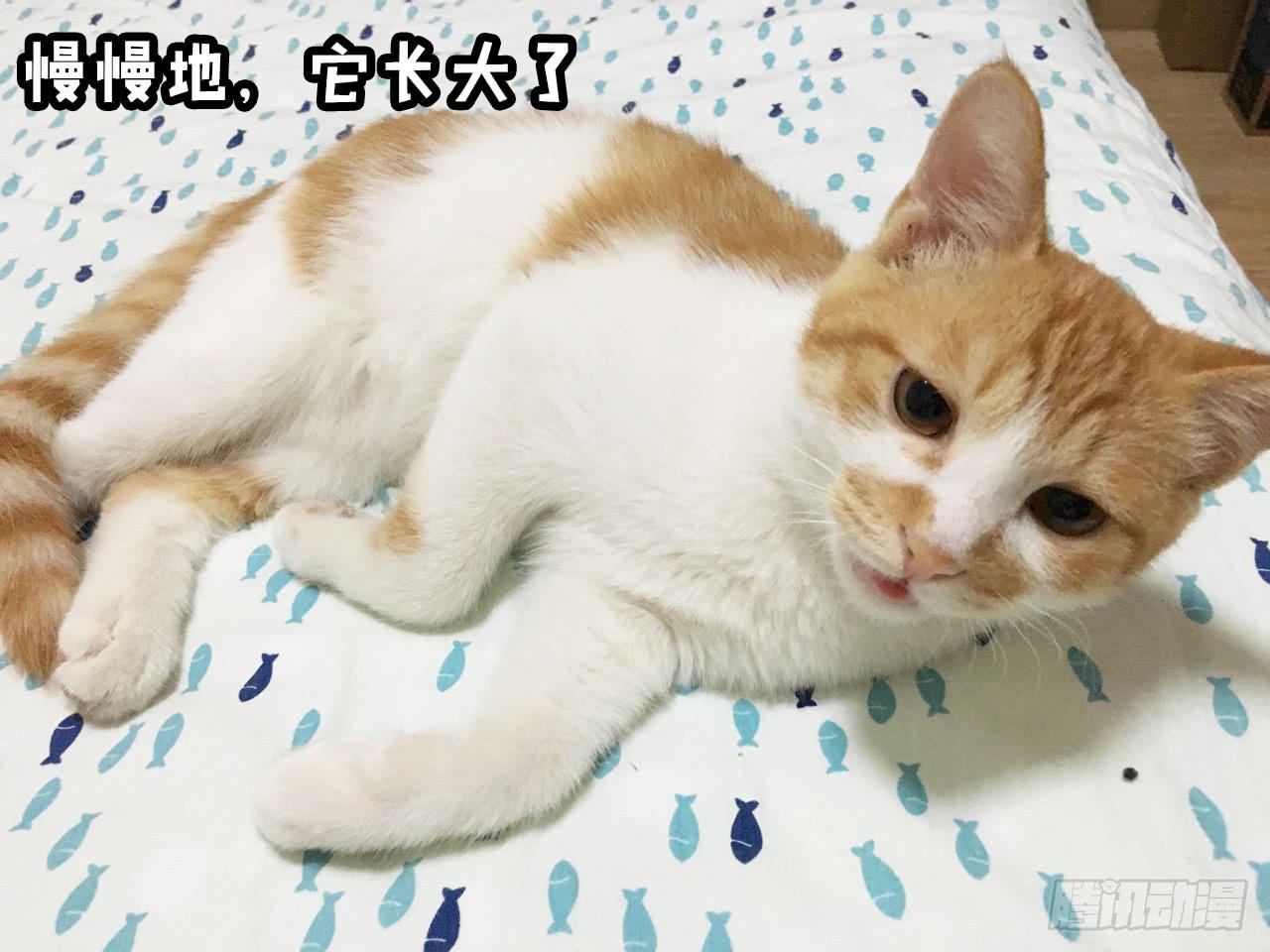 《大圣和小夭》领养了一只猫，叫督尼 第14页