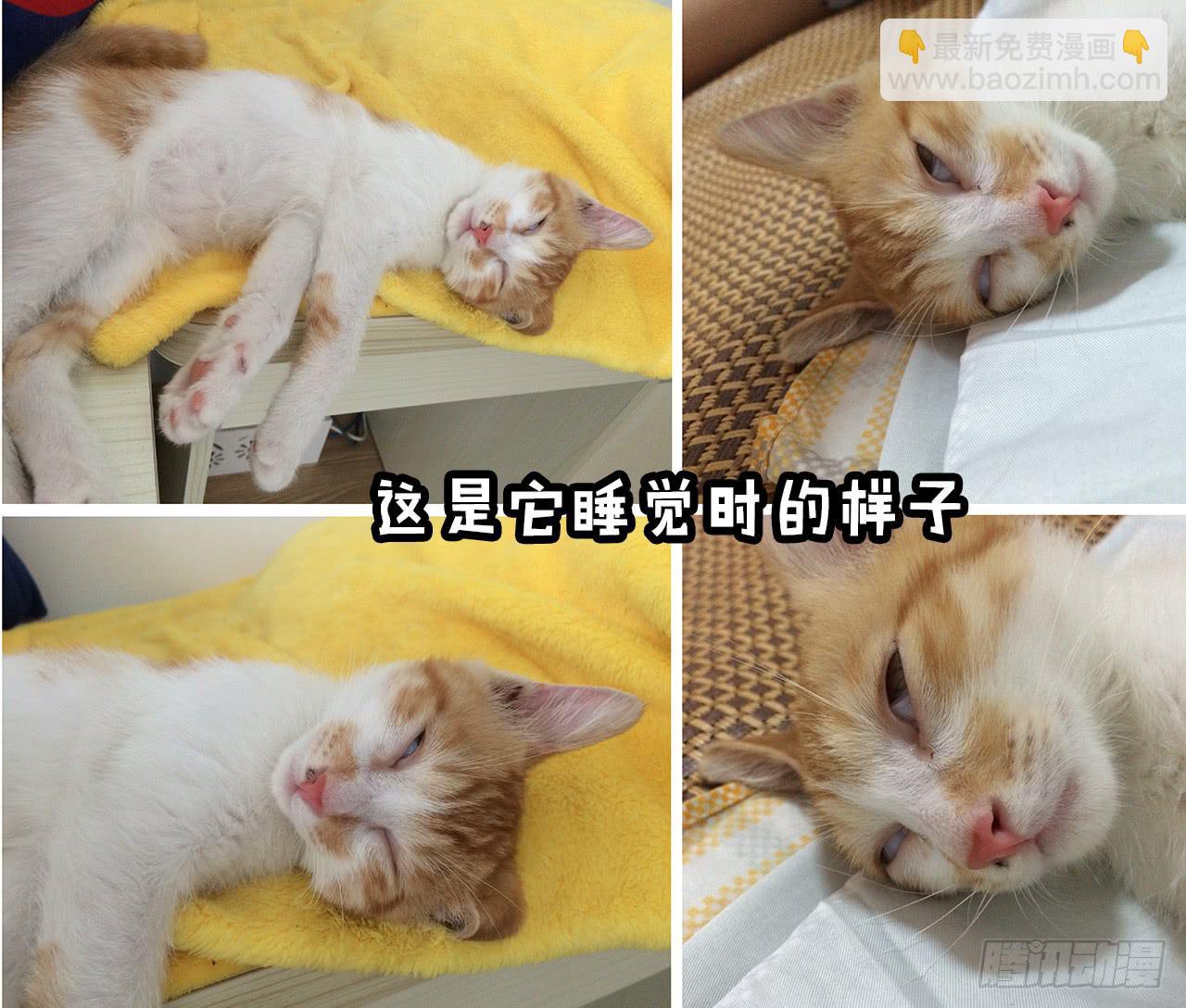 《大圣和小夭》领养了一只猫，叫督尼 第15页