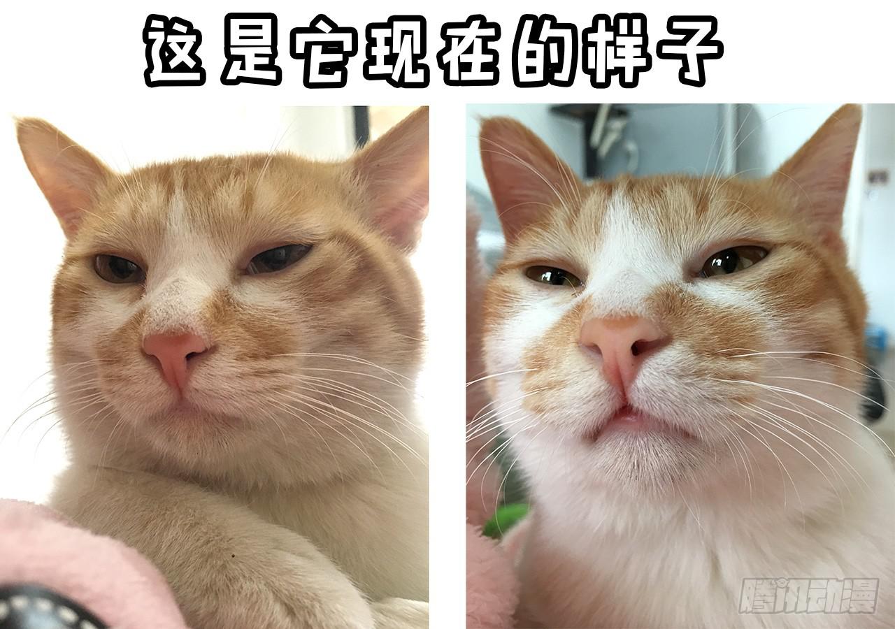 《大圣和小夭》领养了一只猫，叫督尼 第16页