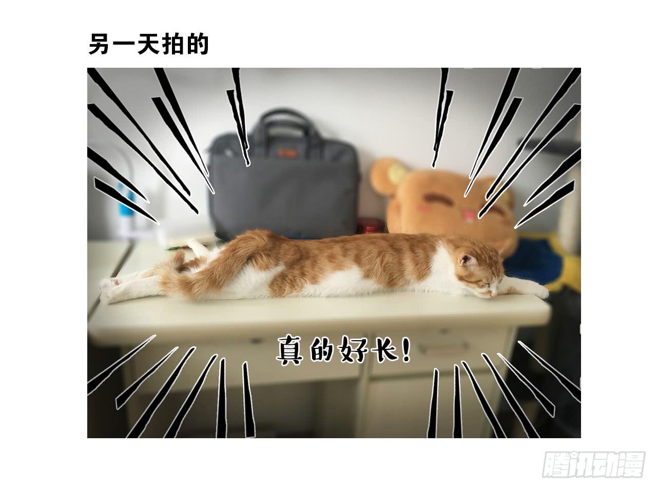 《大圣和小夭》猫奴的生活 第19页