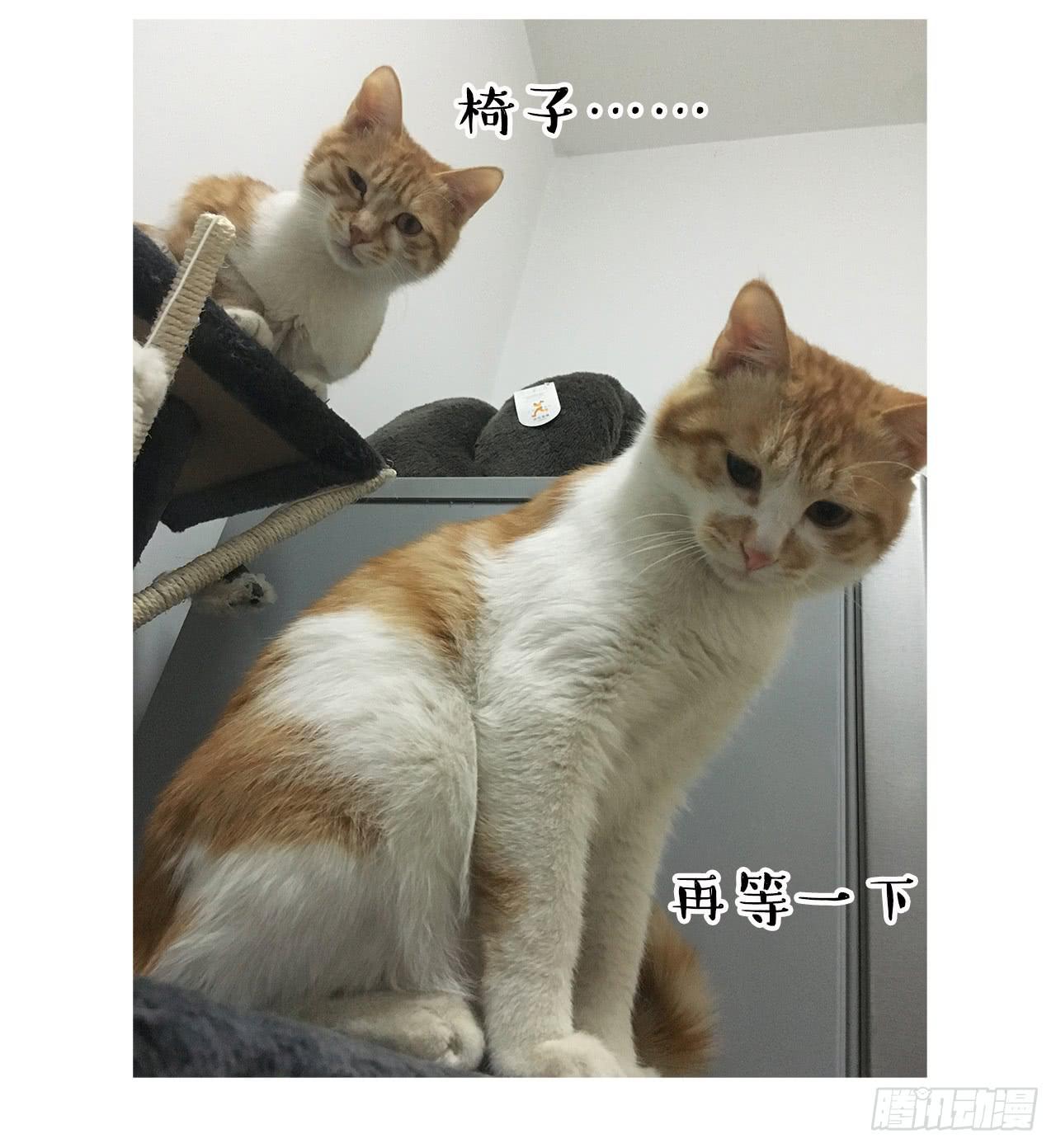 《大圣和小夭》猫奴的生活 第22页