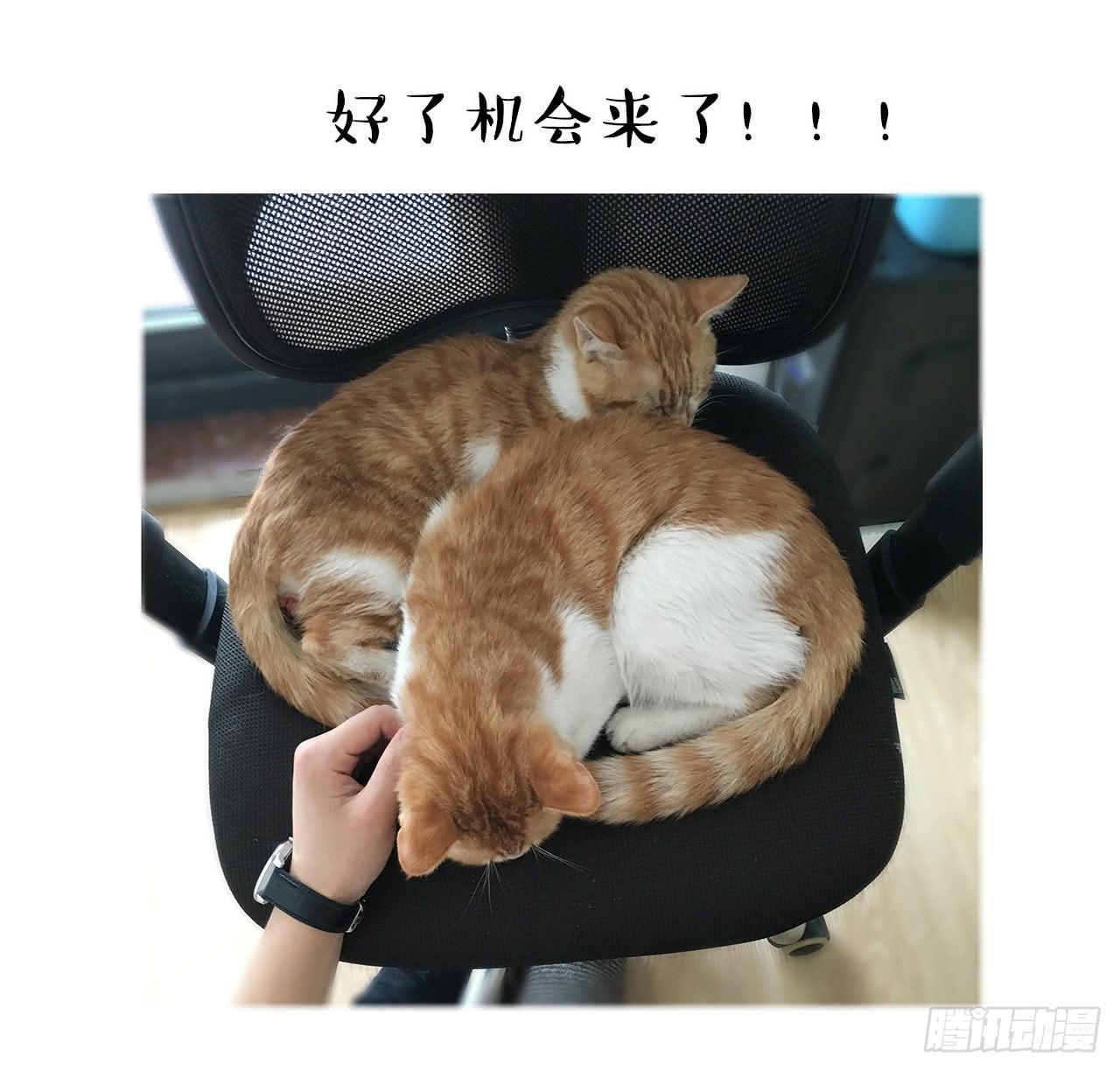 《大圣和小夭》猫奴的生活 第23页