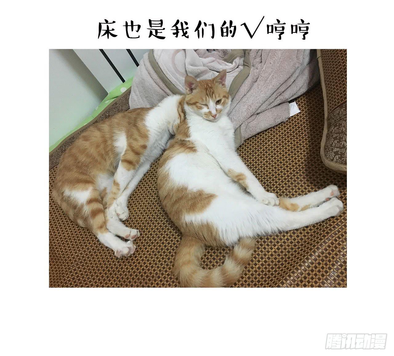 《大圣和小夭》猫奴的生活 第29页
