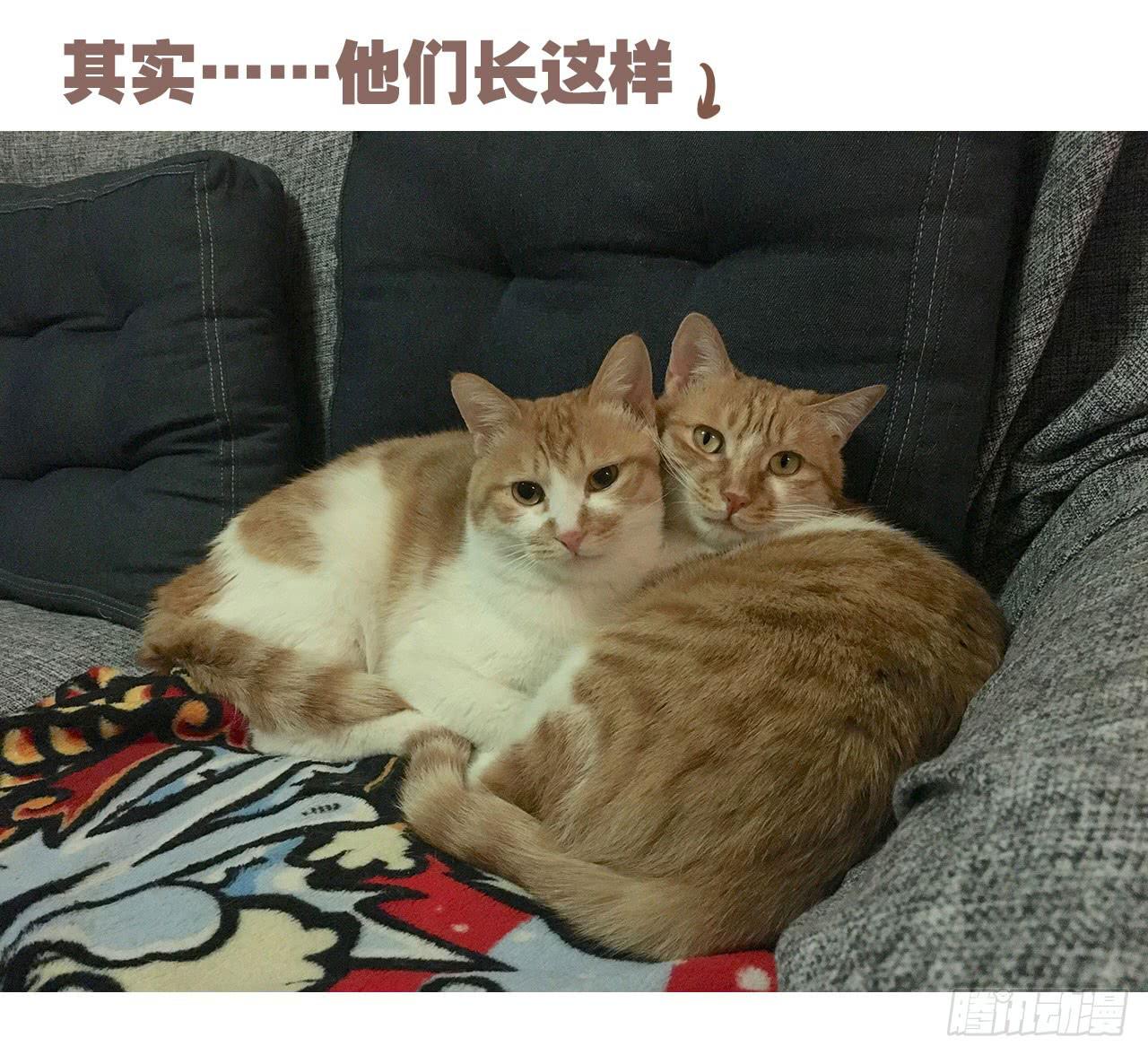 《大圣和小夭》特别篇家有俩猫 第18页