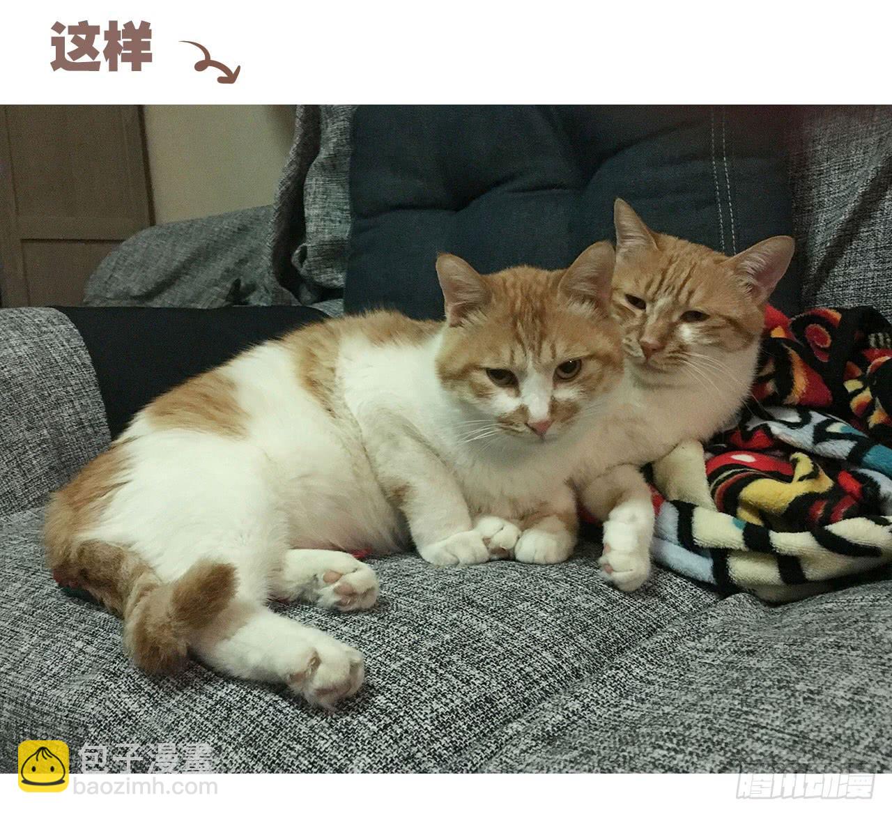 《大圣和小夭》特别篇家有俩猫 第19页