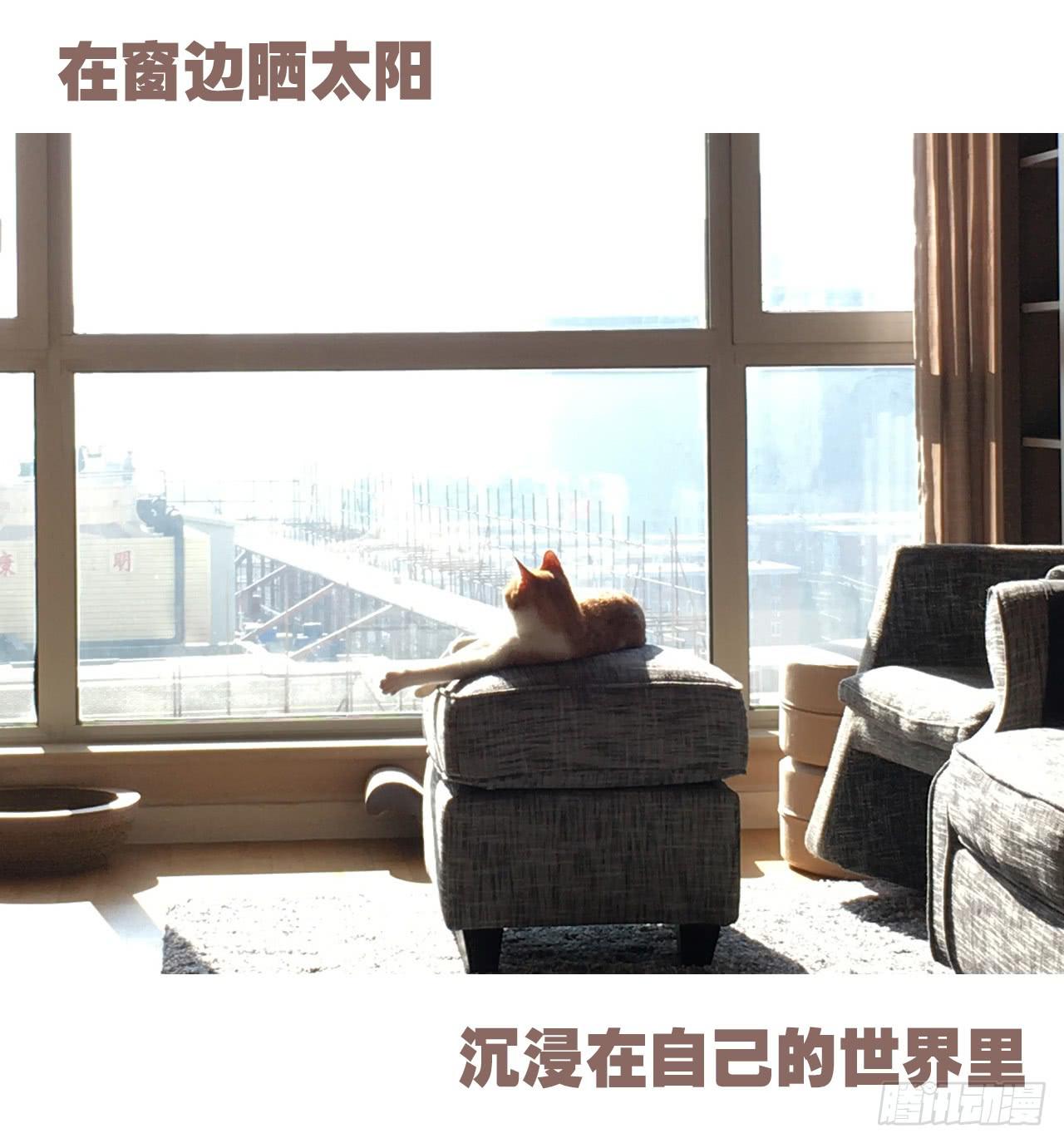 《大圣和小夭》特别篇家有俩猫 第23页