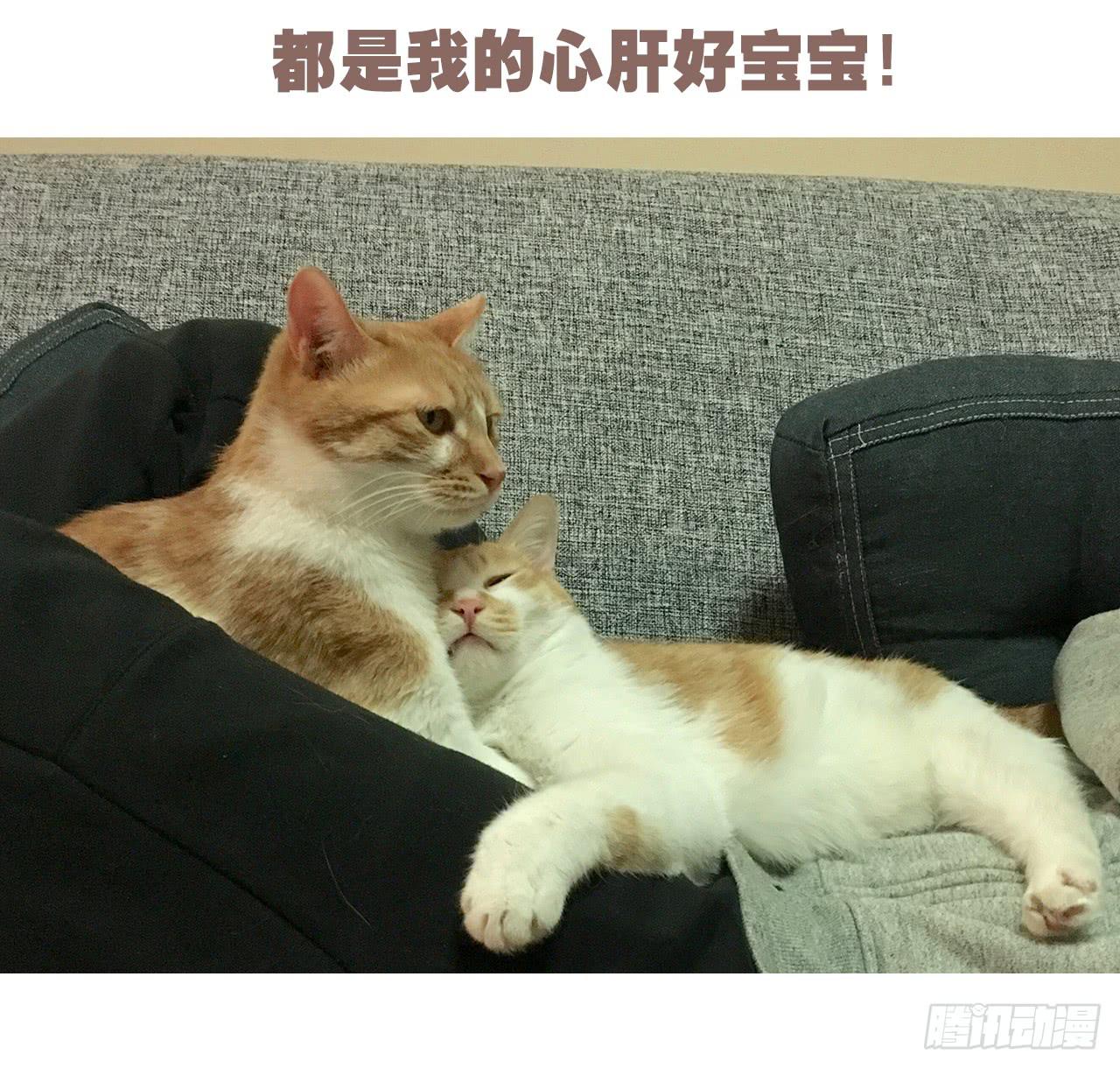 《大圣和小夭》特别篇家有俩猫 第25页
