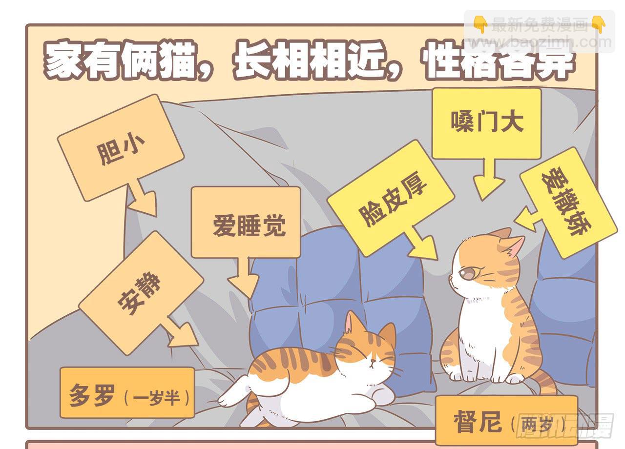 《大圣和小夭》特别篇家有俩猫 第2页