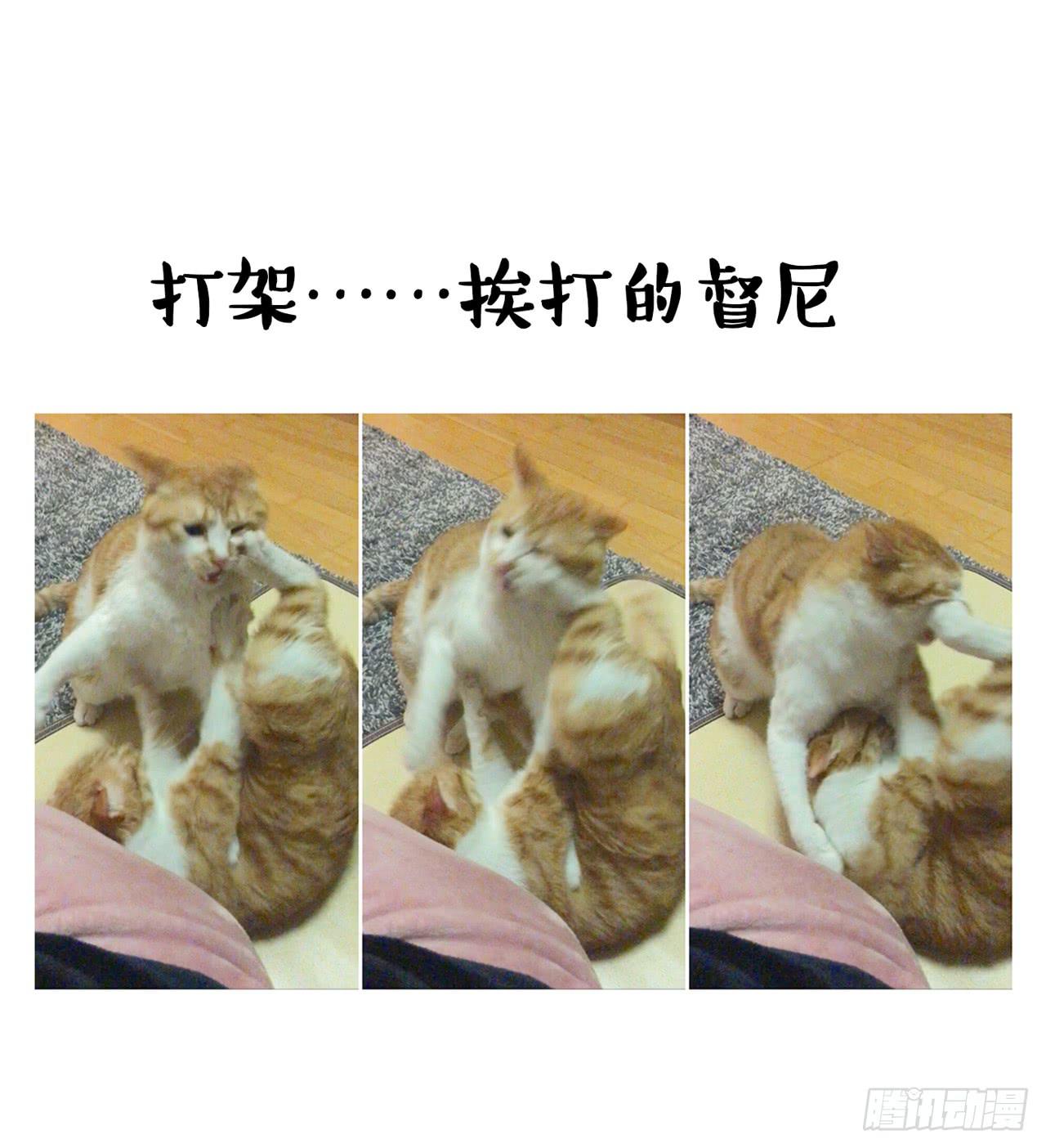 《大圣和小夭》家有俩猫 之二 第15页