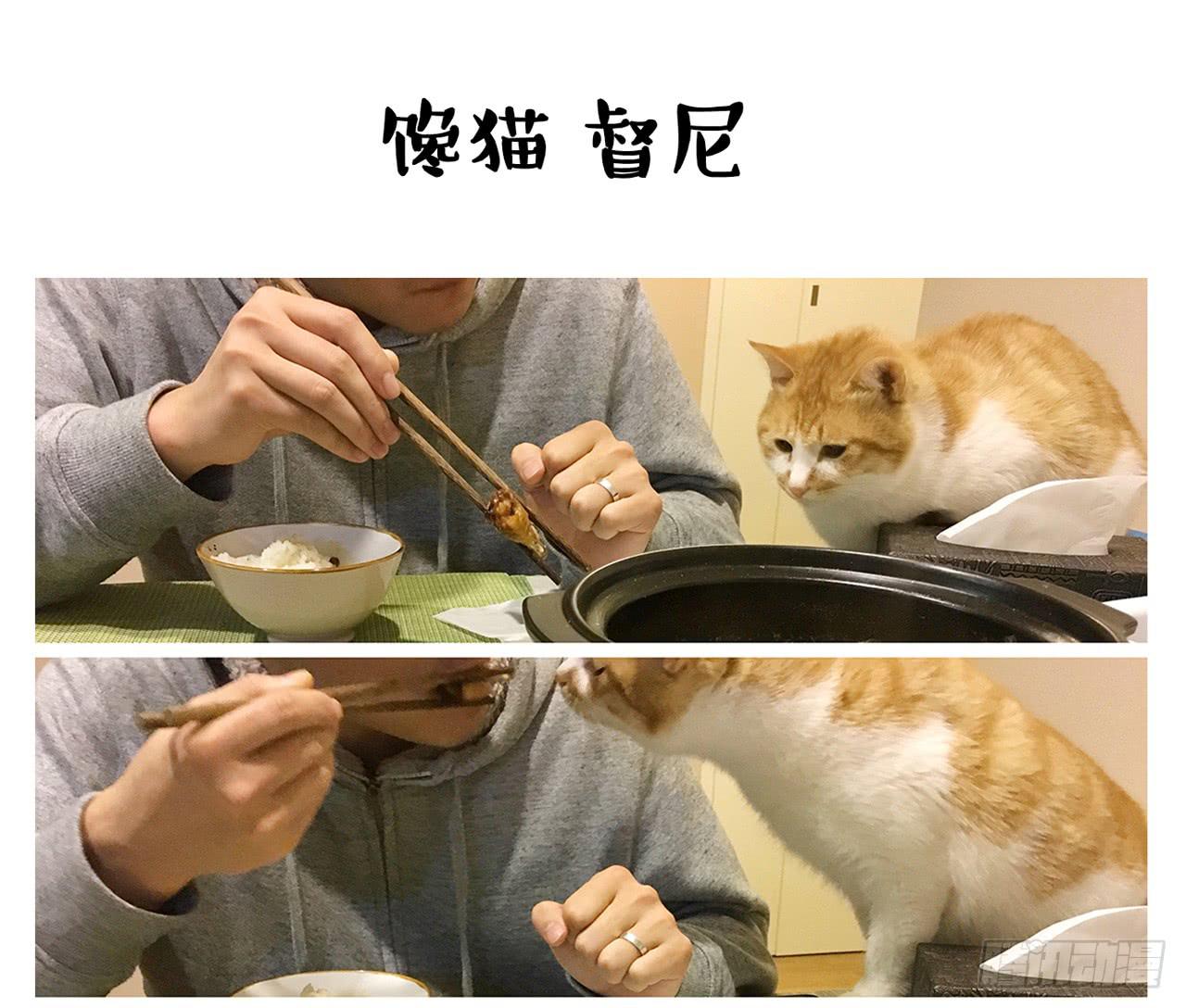 《大圣和小夭》家有俩猫 之二 第16页