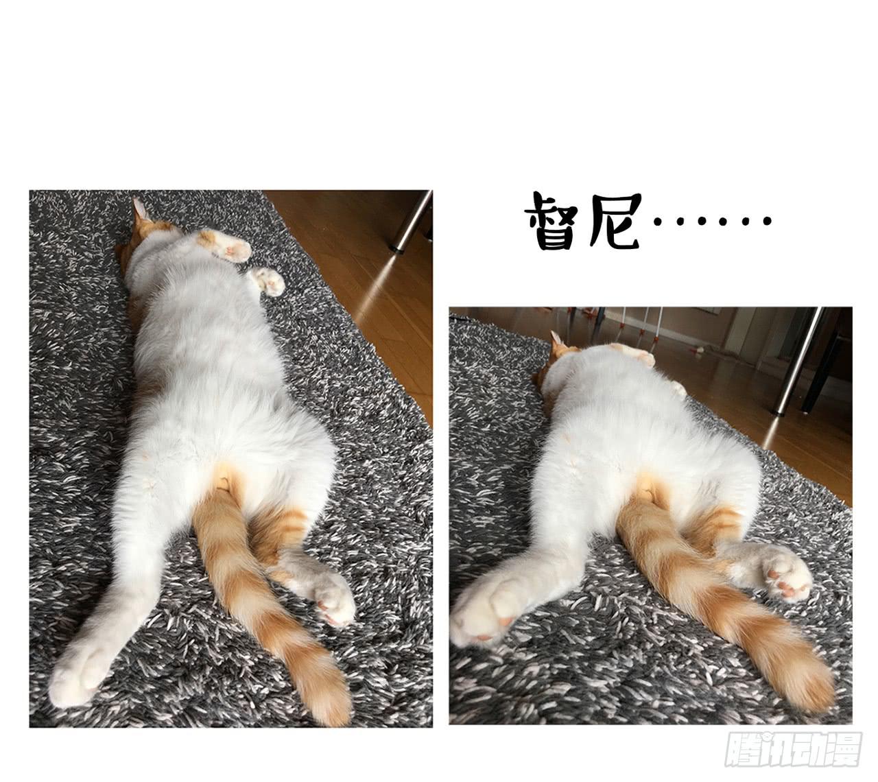《大圣和小夭》家有俩猫 之二 第22页