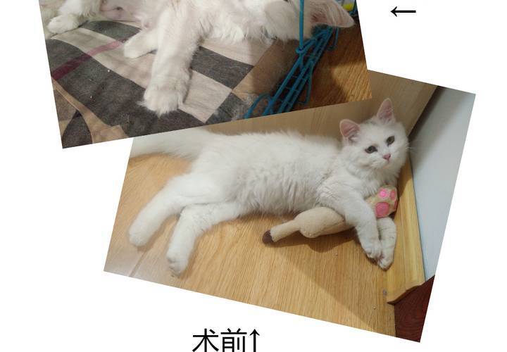 《我的鬼娃娇妻》第42话 命定之人 第45页