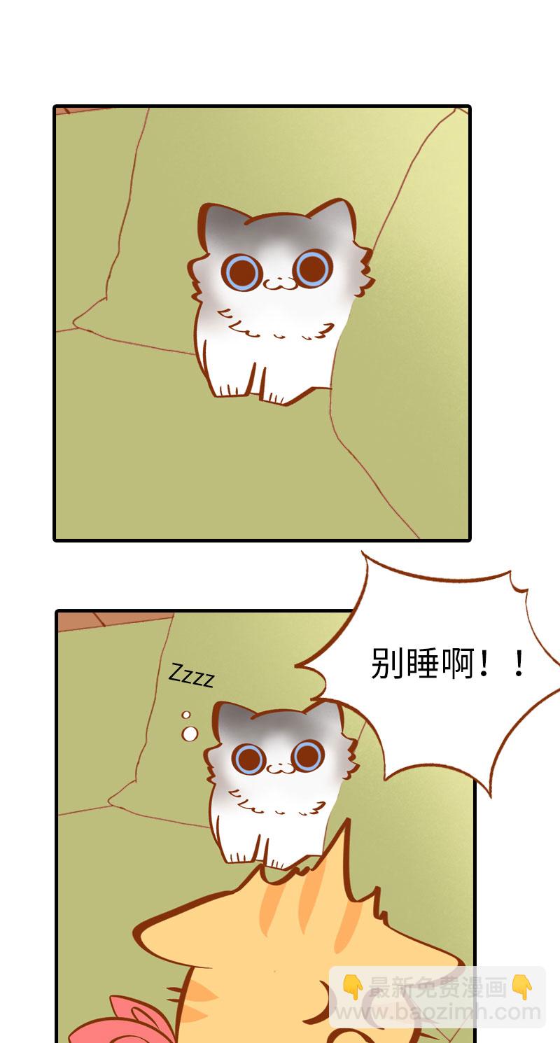 《猫咪的人类饲养指南》第3话 不是我要吃肉是你吃蔬菜 第12页