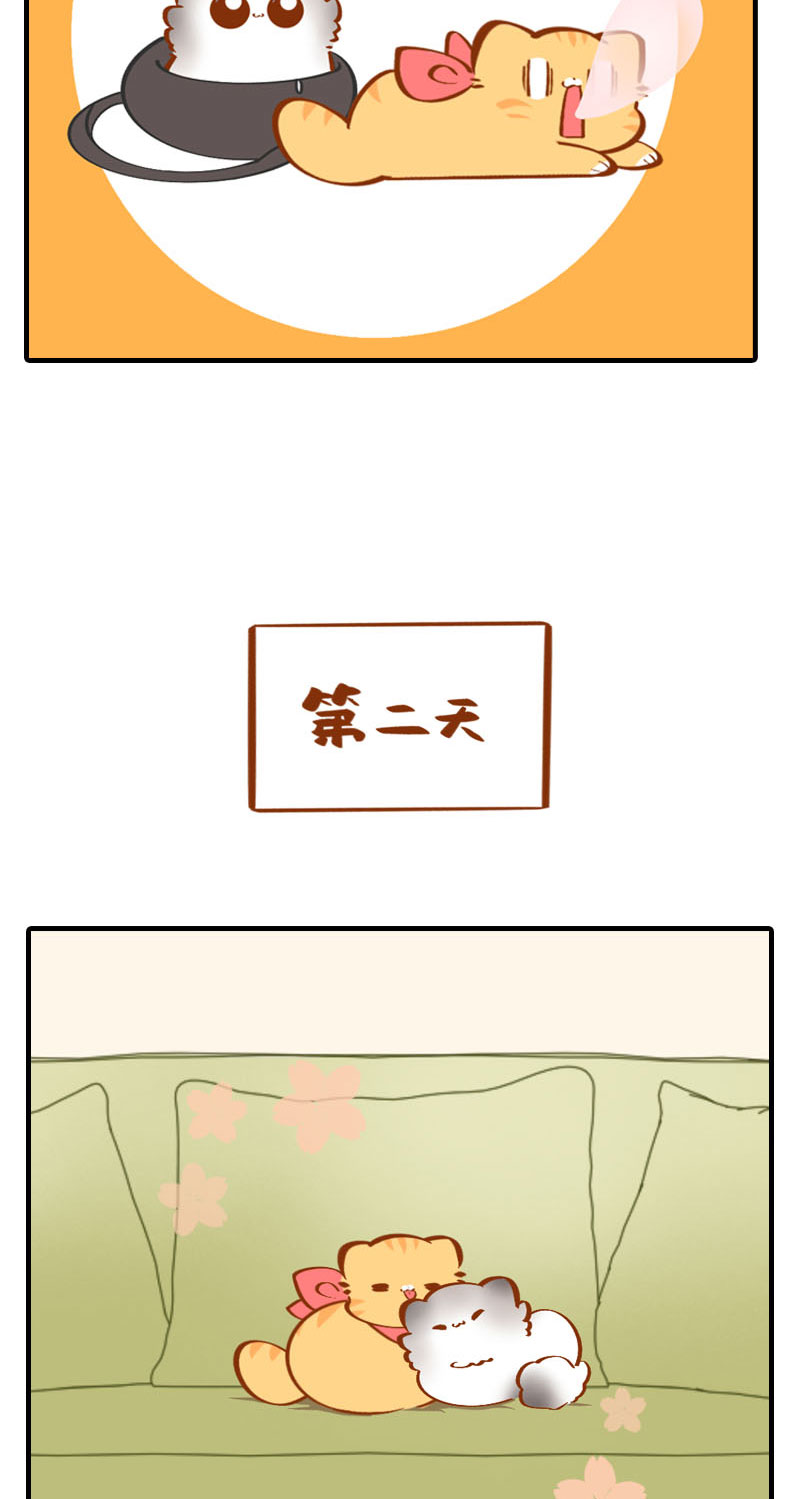 《猫咪的人类饲养指南》第36话 橘子！地位不保？！ 第10页