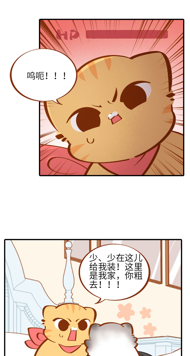 《猫咪的人类饲养指南》第36话 橘子！地位不保？！ 第5页