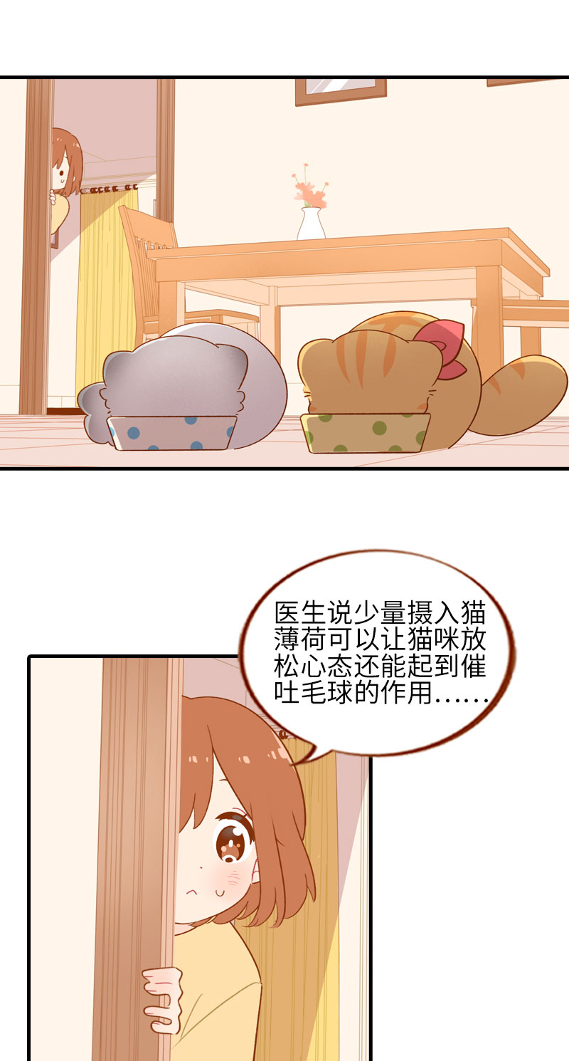 《猫咪的人类饲养指南》第46话 来一口猫薄荷 第2页