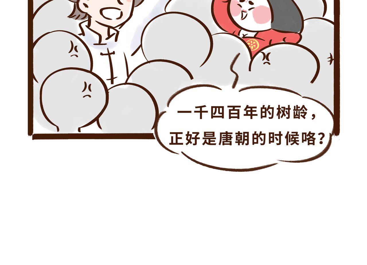 《唐妞驾到》火遍外网的千年银杏树的故事 第11页