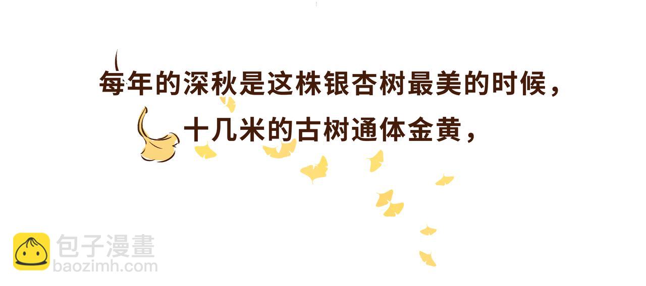《唐妞驾到》火遍外网的千年银杏树的故事 第4页