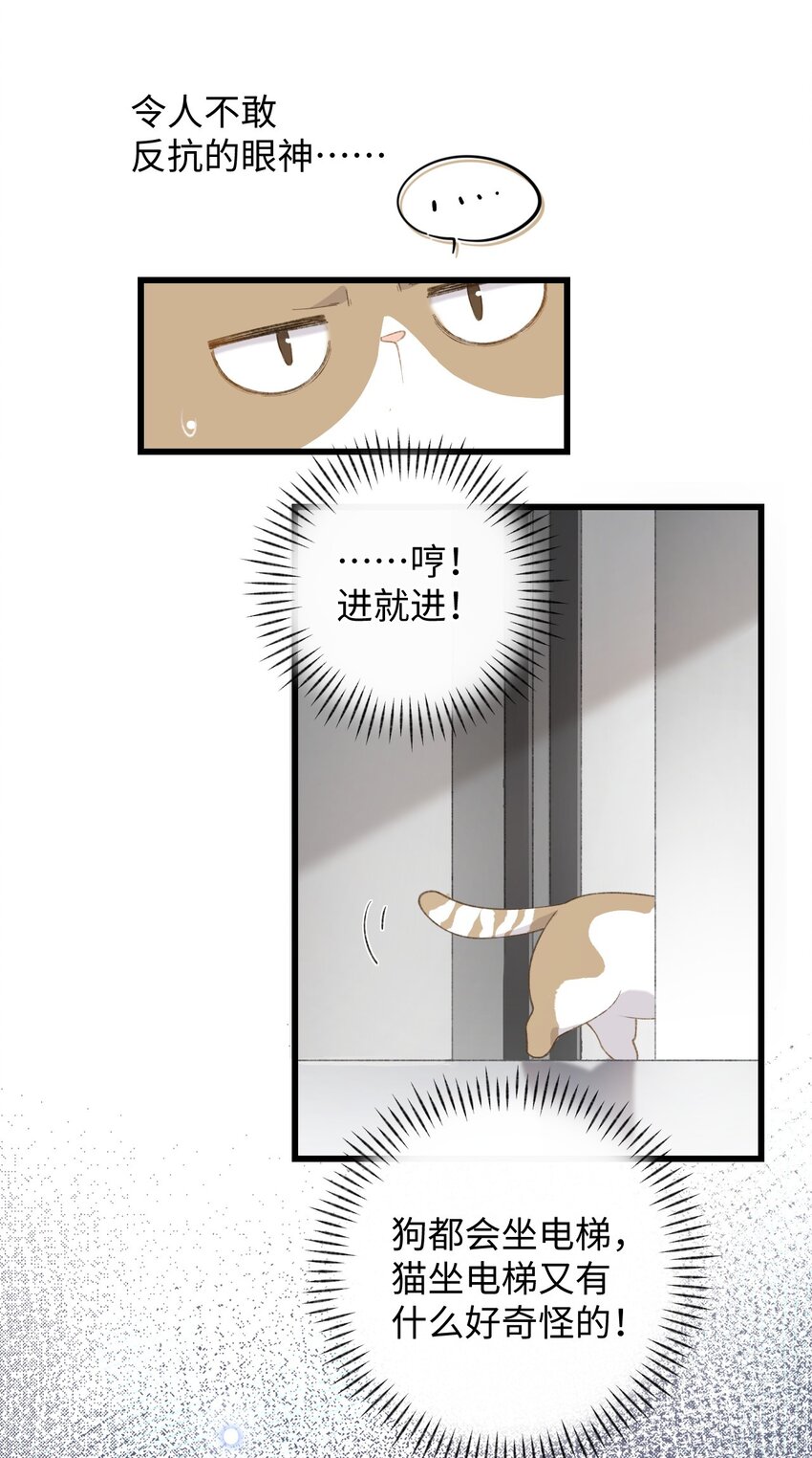 《加菲猫复仇记》003 只是因为在电梯门口多看你一眼 第36页
