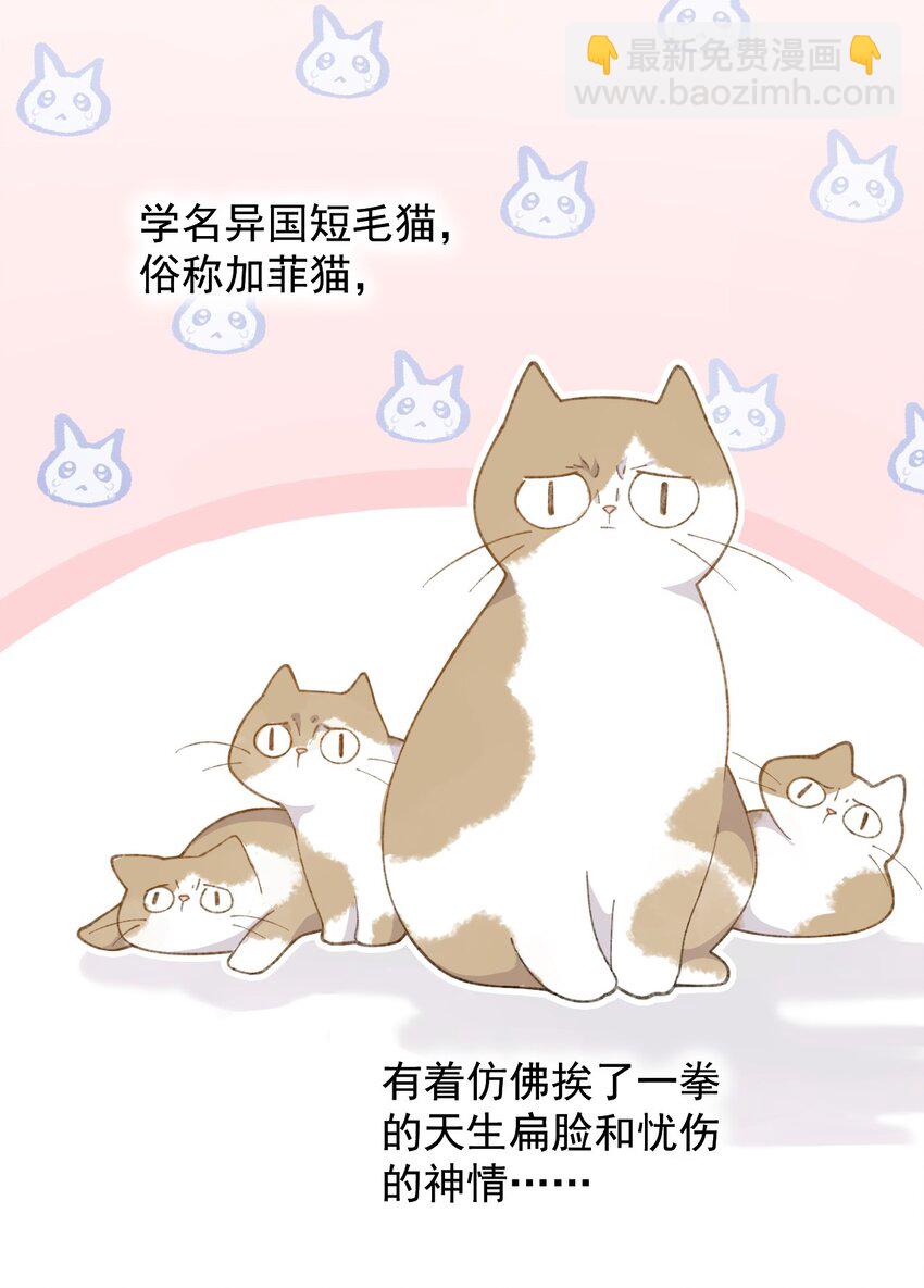 《加菲猫复仇记》001 充满智慧的小猫咪 第42页