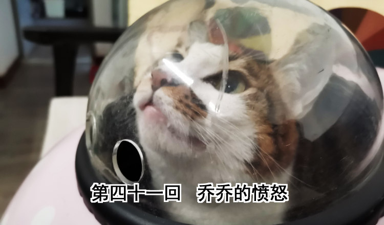 《我家太子妃超凶的》第四十一回 乔乔的愤怒 第1页