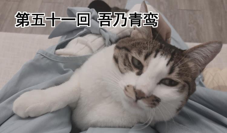 《我家太子妃超凶的》第五十一回 吾乃青鸾 第2页