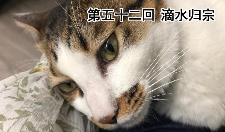 《我家太子妃超凶的》第五十二回 滴水归宗 第2页
