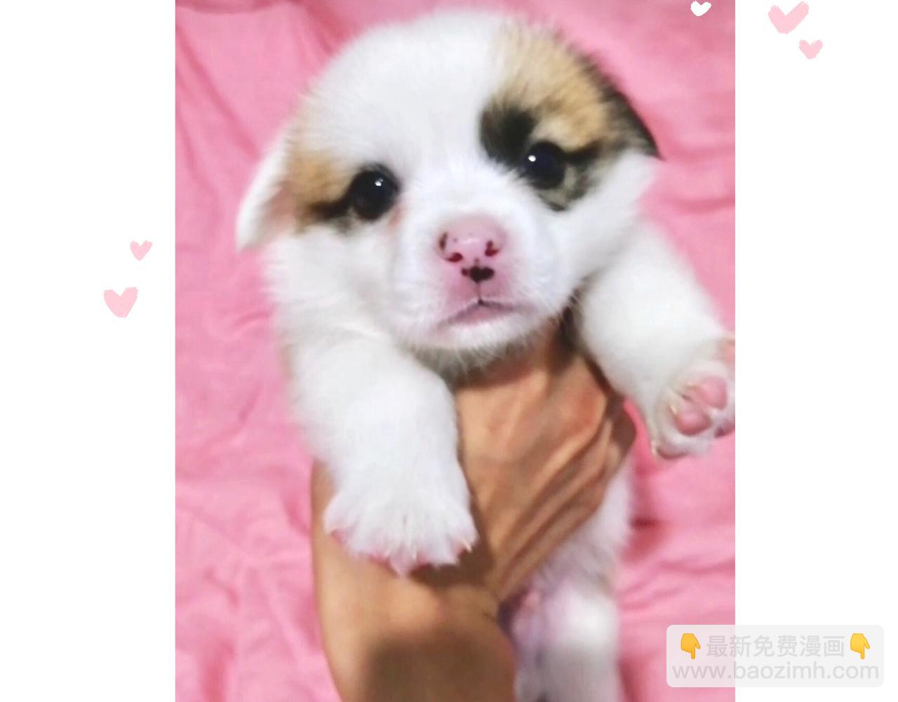 《地呱炒土豆》你也想养狗吗？ 第30页