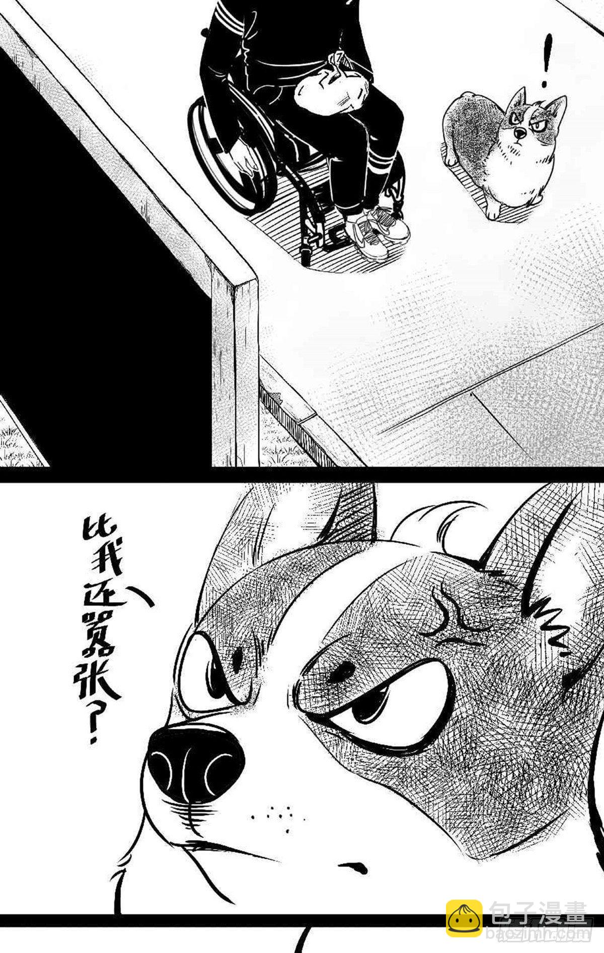 《夜行犭》为抢根骨头我坐轮椅追了四条街 第2页