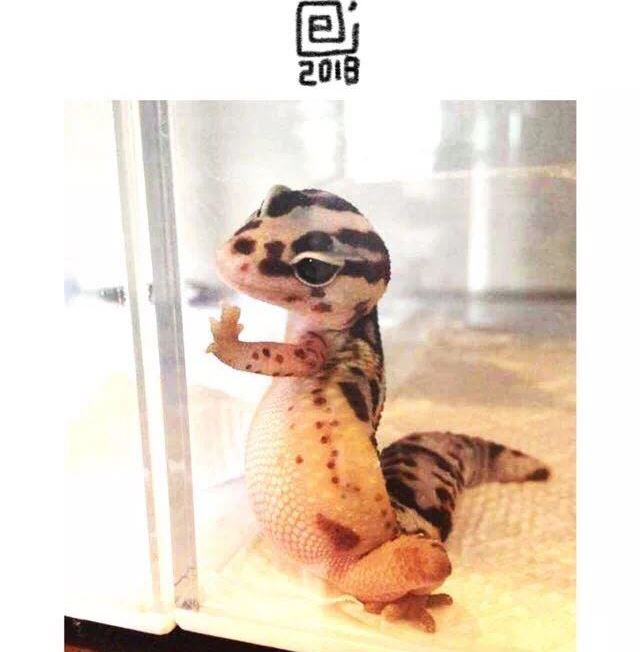 《小强100种死法》身在南方第一次看见下雪 第11页