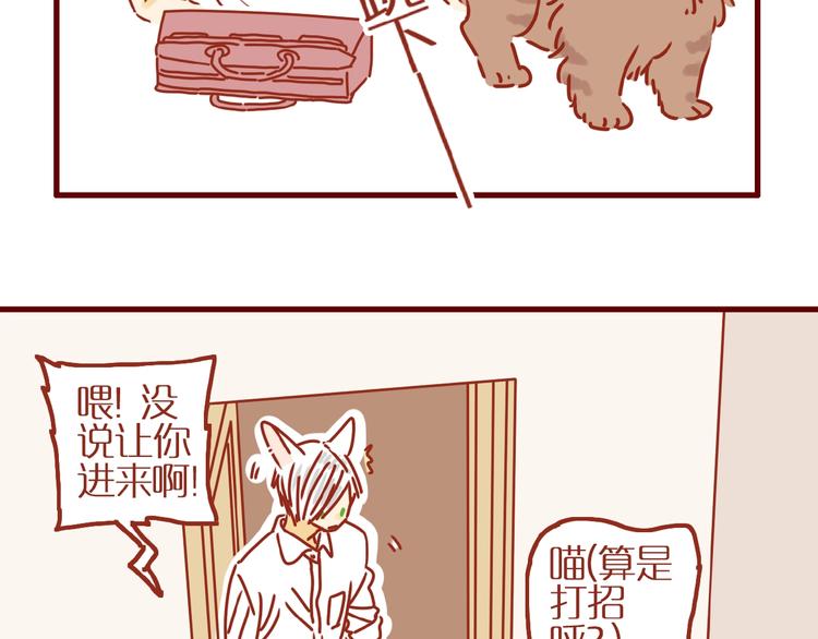 《家用猫咪美妆指南》第8话 新猫旧猫 第13页