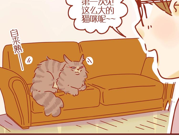 《家用猫咪美妆指南》第8话 新猫旧猫 第17页