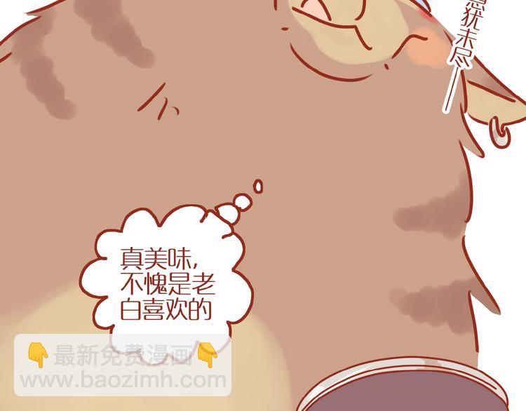 《家用猫咪美妆指南》第8话 新猫旧猫 第29页
