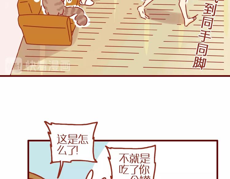 《家用猫咪美妆指南》第8话 新猫旧猫 第43页