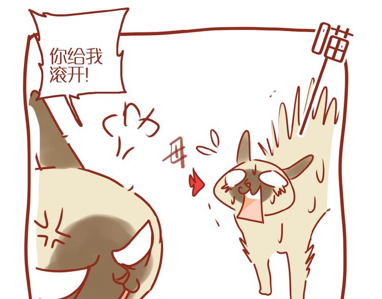 《家用猫咪美妆指南》第14话又有新猫啦！ 第47页