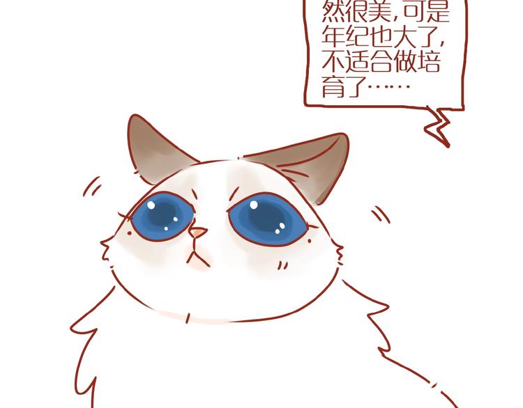 《家用猫咪美妆指南》第18话 完结篇变成更好的自己 第29页