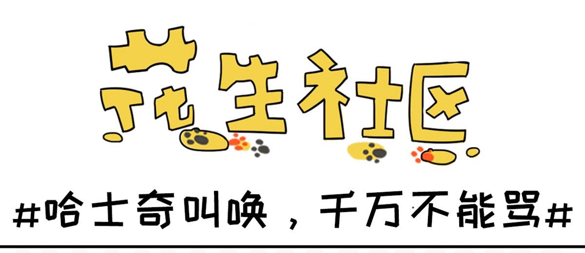 《花生社区》二哈叫的时候，千万不能骂 第1页