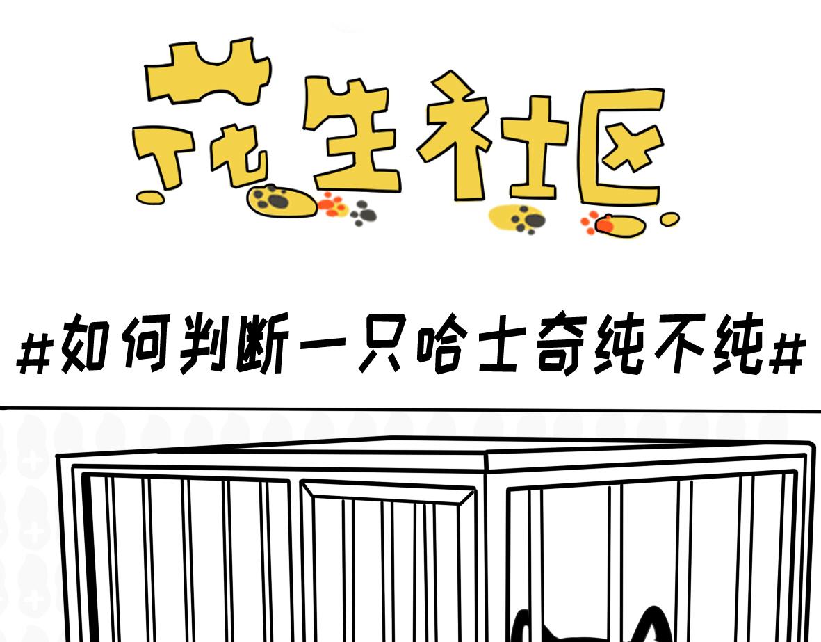 《花生社区》小短腿的忧伤 第5页