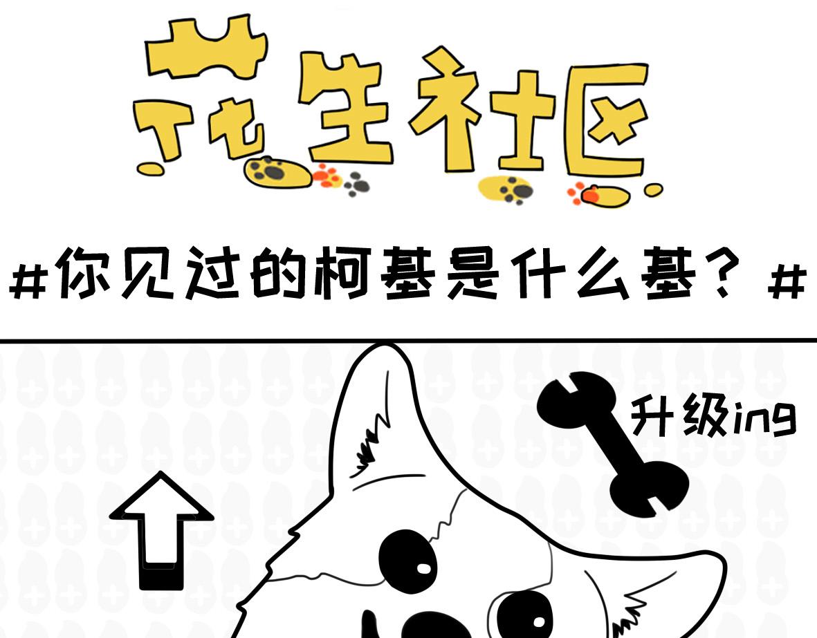 《花生社区》猫的作死等级（2） 第5页