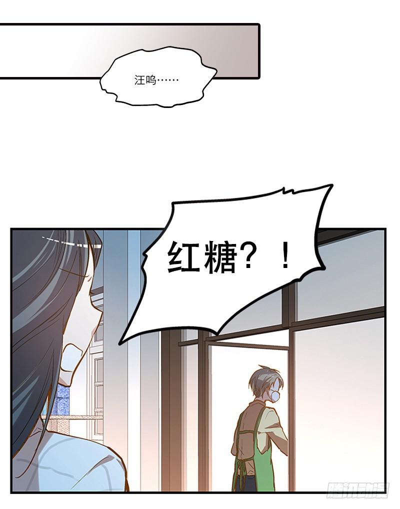 《宠爱我吧！兽医先生》第二回 红糖你在哪儿？ 第13页