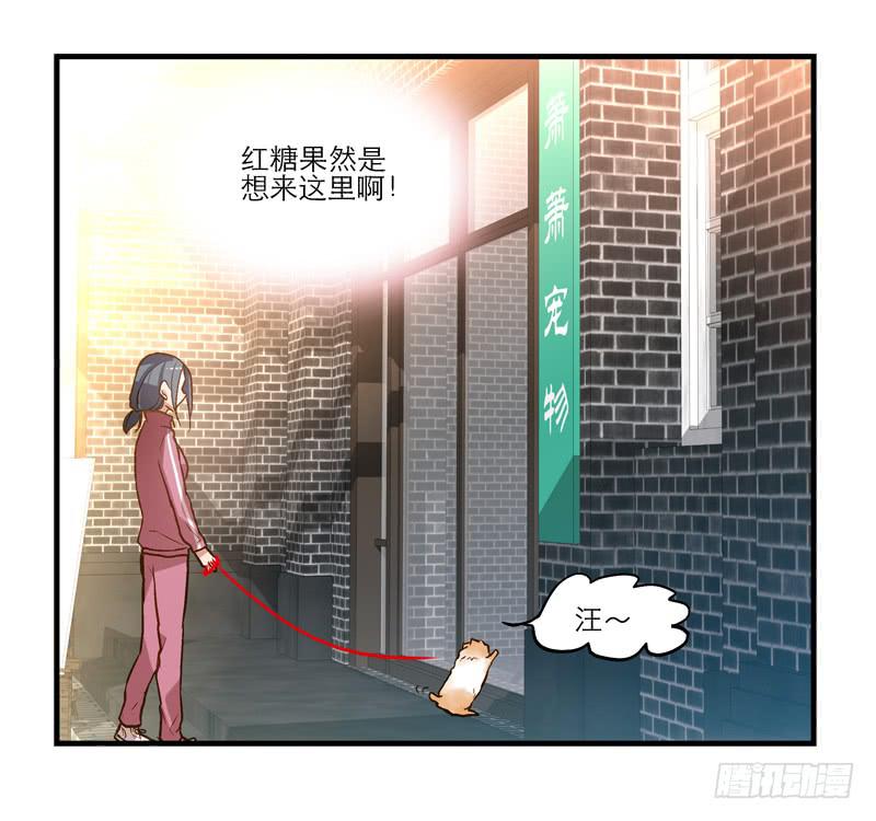 《宠爱我吧！兽医先生》第十二话 红糖想你了 第2页