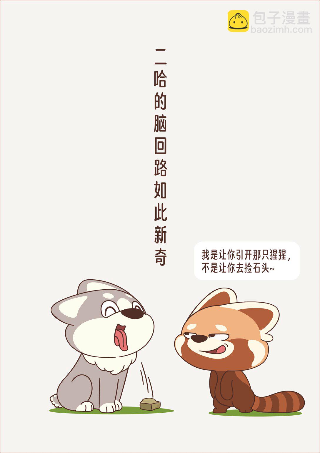 《小熊猫与哈士奇》第八章 屡战屡败 第3页