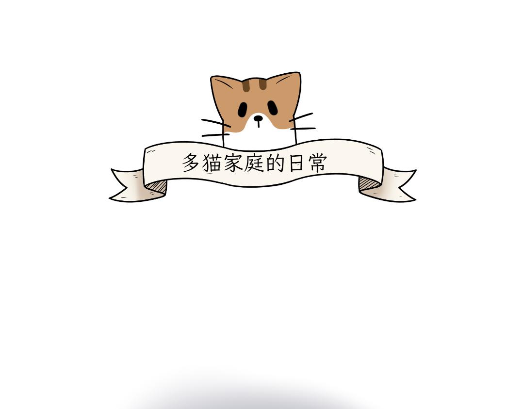 《吐司猫咪POUNDCAT》多猫家庭的日常 第1页