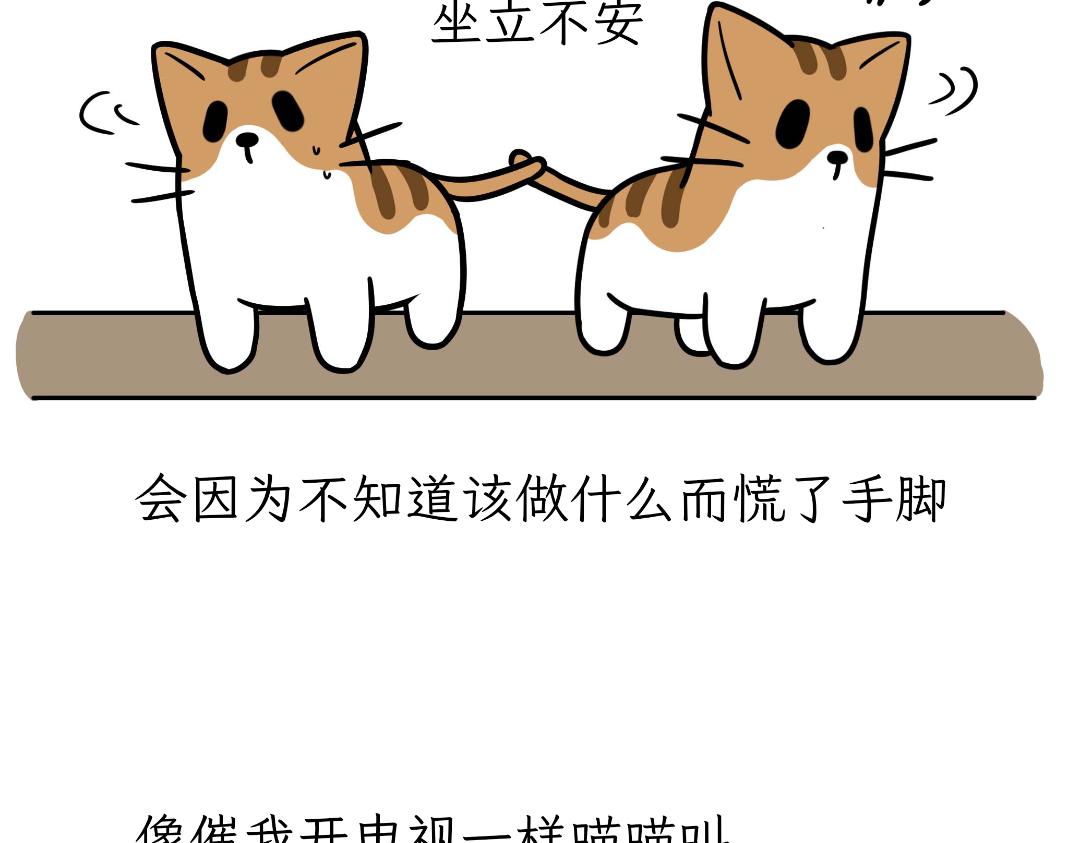 《吐司猫咪POUNDCAT》猫咪的娱乐生活 第12页
