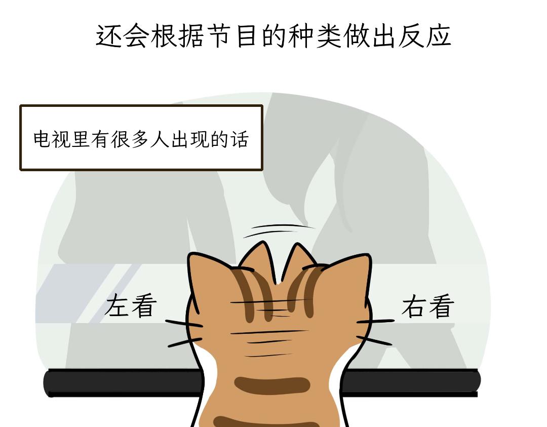 《吐司猫咪POUNDCAT》猫咪的娱乐生活 第4页