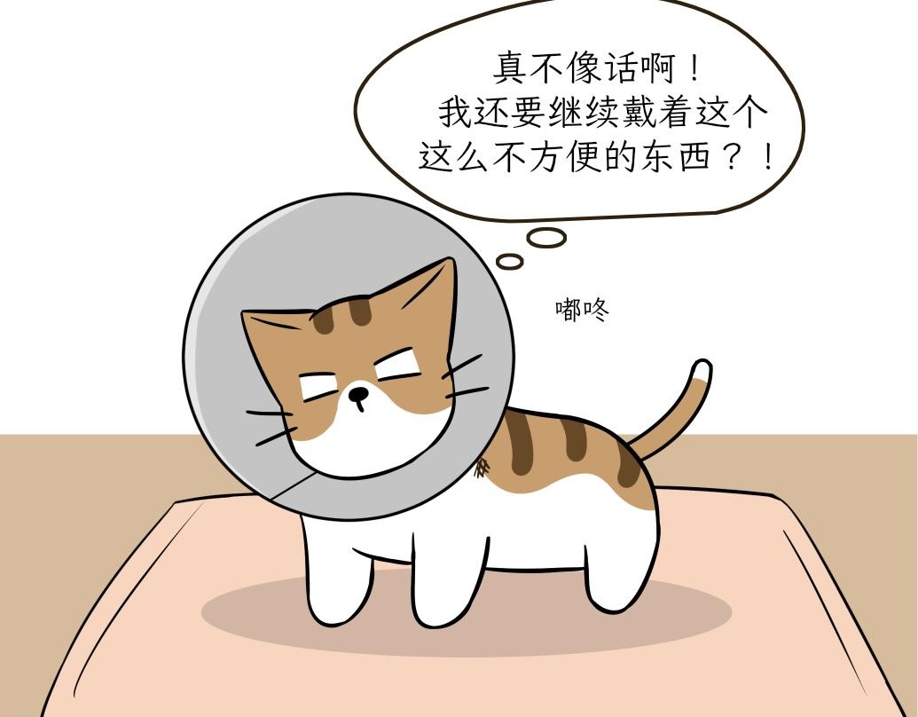 《吐司猫咪POUNDCAT》伊丽莎白圈 第17页