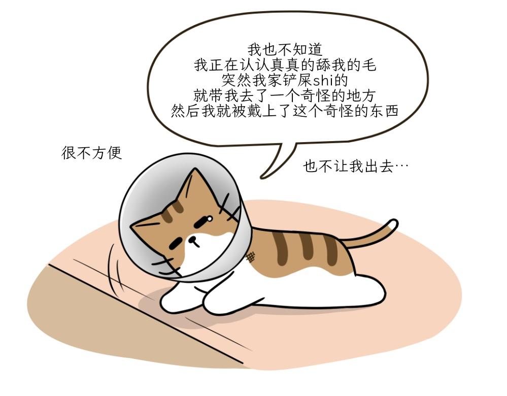 《吐司猫咪POUNDCAT》伊丽莎白圈 第23页